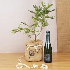 Coffret d'un mimosa, symbole d'affection, avec une bouteille de champagne bio