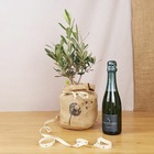 Coffret d'un olivier, symbole d'abondance, avec une bouteille de champagne bio
