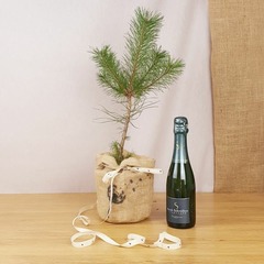 Coffret d'un pin sylvestre avec une bouteille de champagne bio