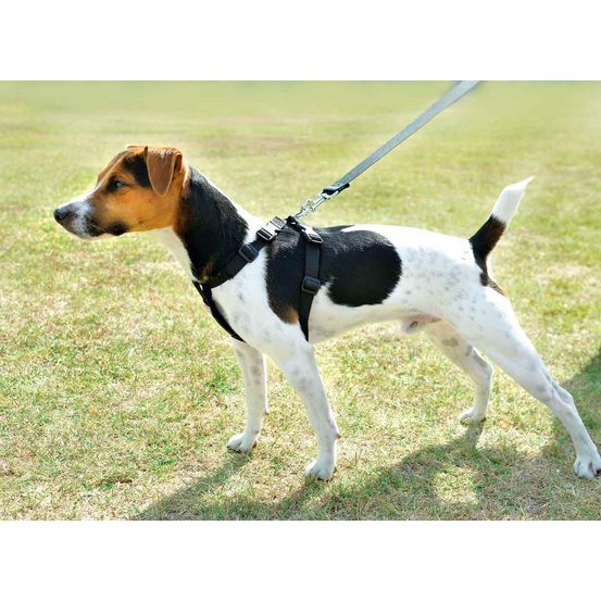 Harnais de sécurité voiture pour chien - taille l