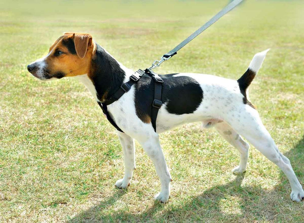 Harnais de sécurité voiture pour chien - taille xl