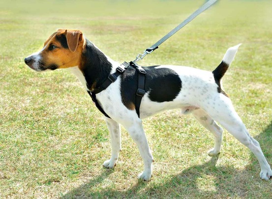 Harnais de sécurité voiture pour chien - taille xl