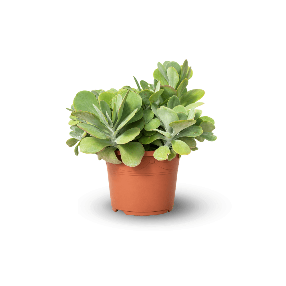 Kalanchoe thyrsiflora- 40-50 cm - ⌀ 24 cm - cactus et plantes grasse