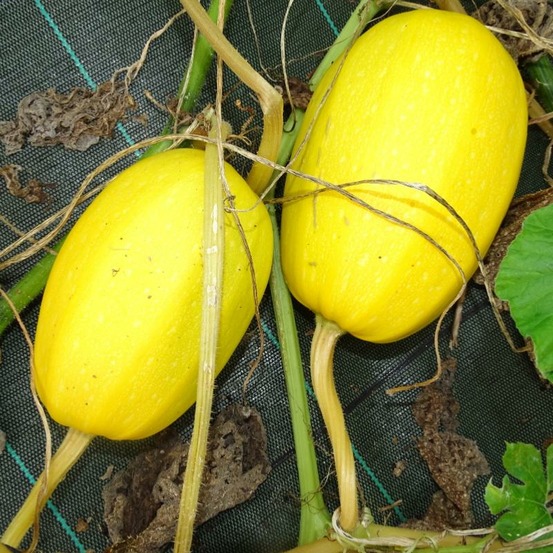 Plant de courge spaghetti végétale bio