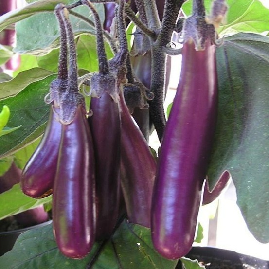 Plant d'aubergine slim jim bio
