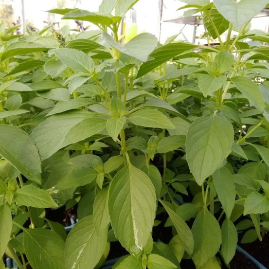 Plant basilic citron bio