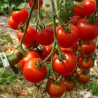 Plant tomate cerise rouge zuckertaube bio - lot de 4