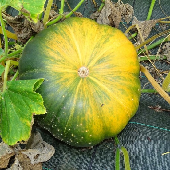 Plant de courge musquée de provence bio