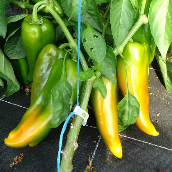 Plant poivron corno di toro jaune bio