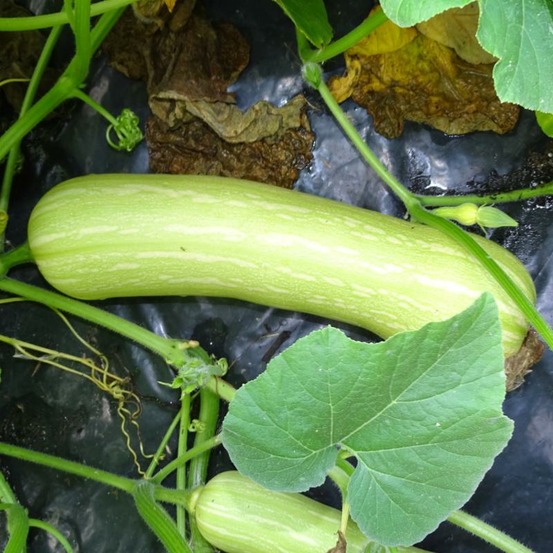 Plant de courge longue de nice bio
