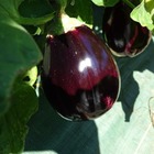 Plant d'aubergine violette meronda bio