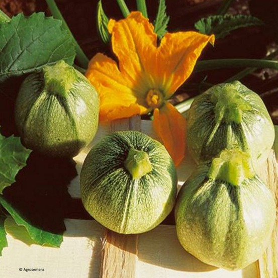 Plant de courgette ronde de nice bio