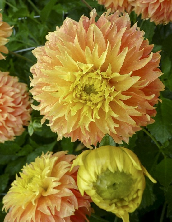 Dahlia fimbriata 'deep impact' bulbe calibre i
