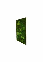 Tableau végétal mousse stabilisé basic - rectangle xl 60x100