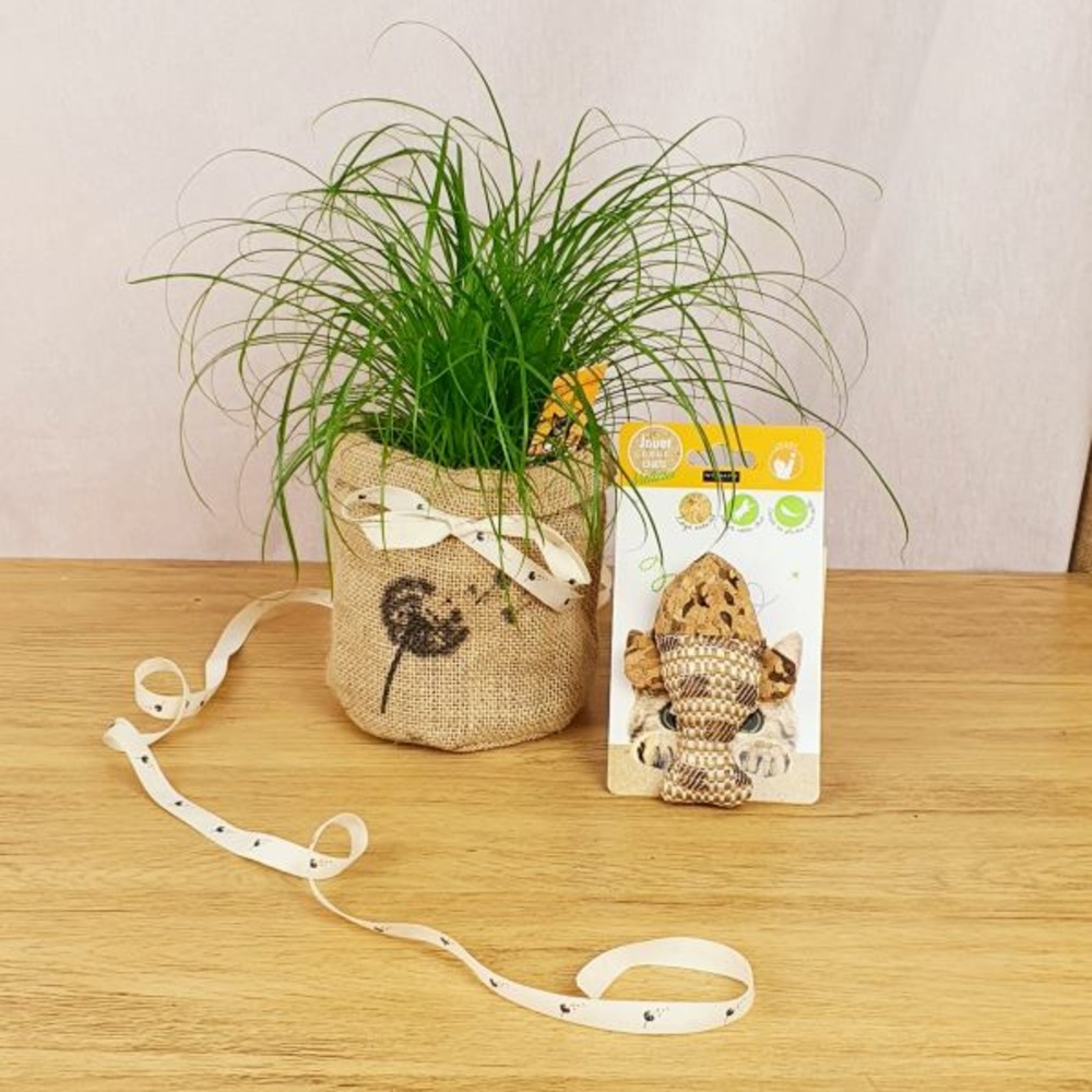 Achetez maintenant une plante d'intérieur Herbe à chat Cyperus 'Zumula