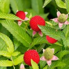 Plante framboise-fraise bio (rubus illecebrosus) - lot de 8 (livraison offerte)