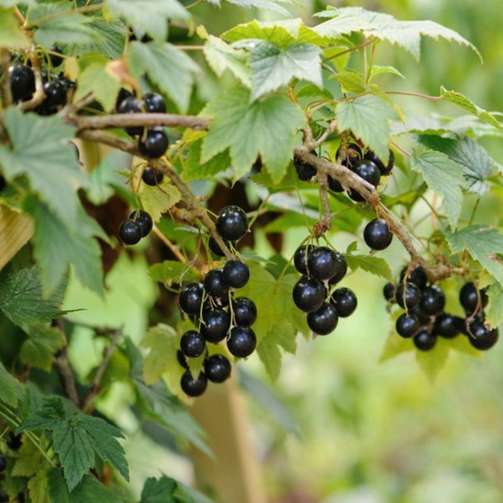 Plante cassissier andega bio