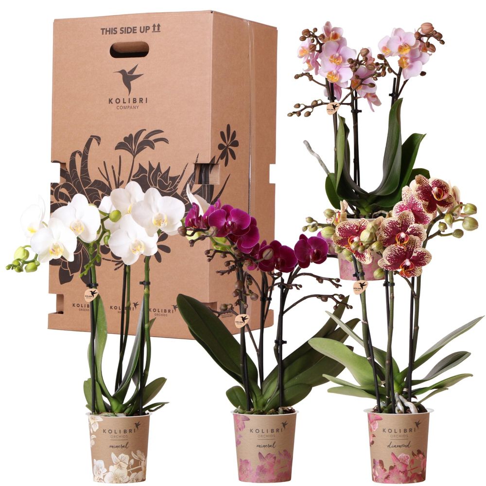 Orchidées kolibri - mélange de boîte surprise - avec 4 orchidées différentes - plantes d'intérieur