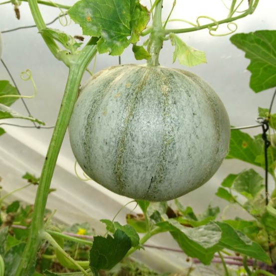 Plant melon charentais veille de france bio