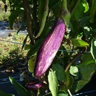 Plant d'aubergine striée tsakoniki bio