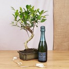 Coffret d'un bonsaï ficus retusa, avec une bouteille de champagne bio