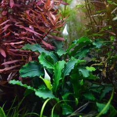 Bucephalandra wavy green
