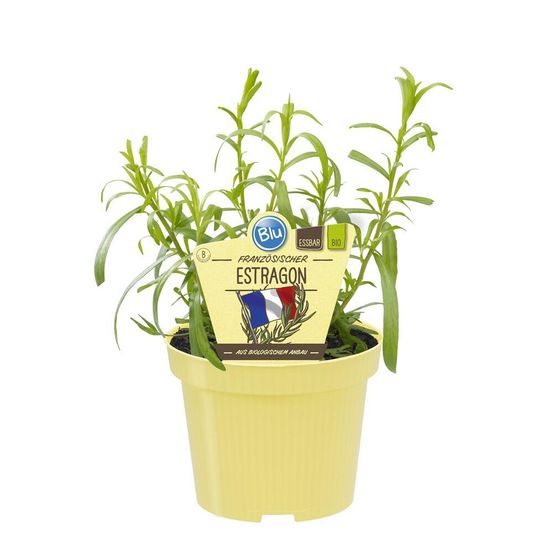 Estragon français de qualité bio - artemisia dracunculus - plante aromatique en pot de 12cm