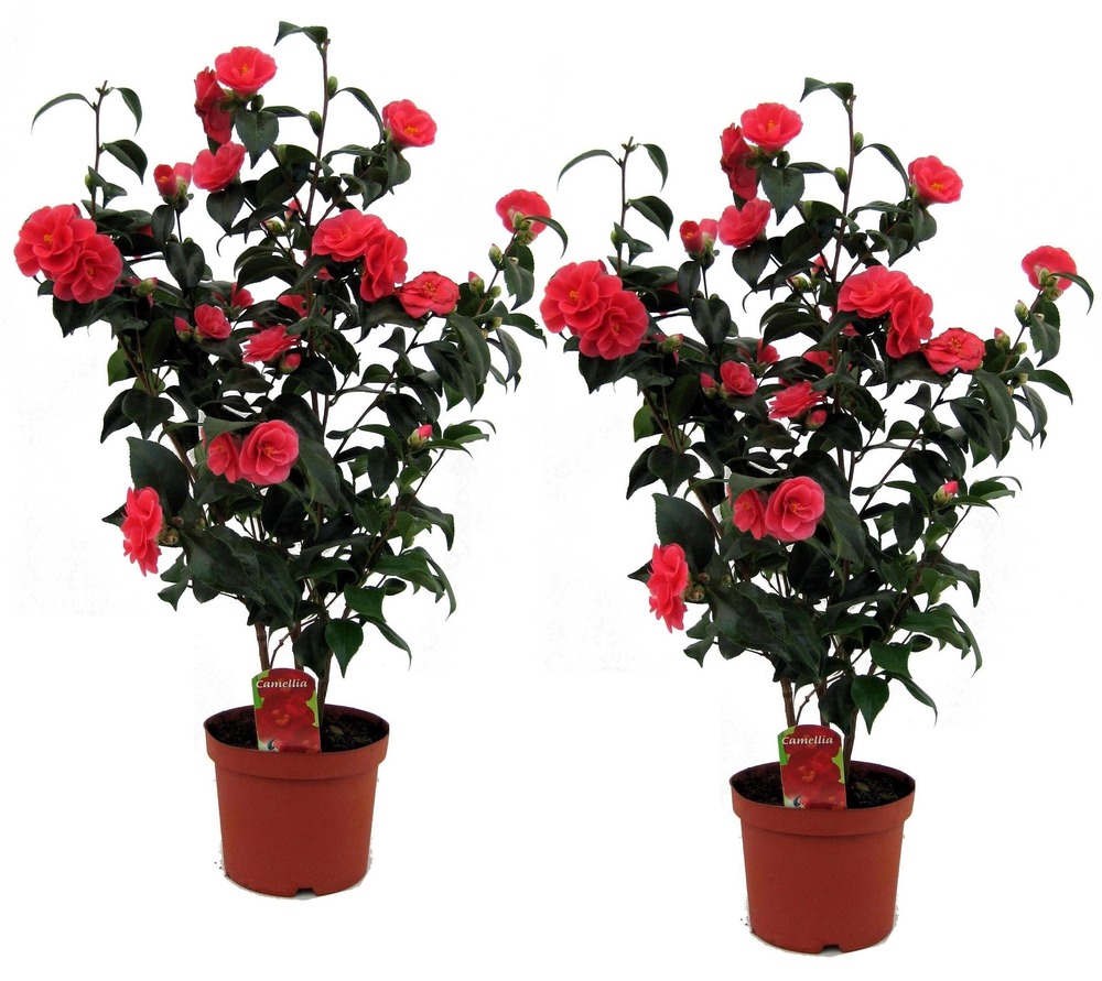 Set de 2 camellia japonica - pot ⌀19 cm - h. 60-70cm (hauteur pot incluse)  | Truffaut