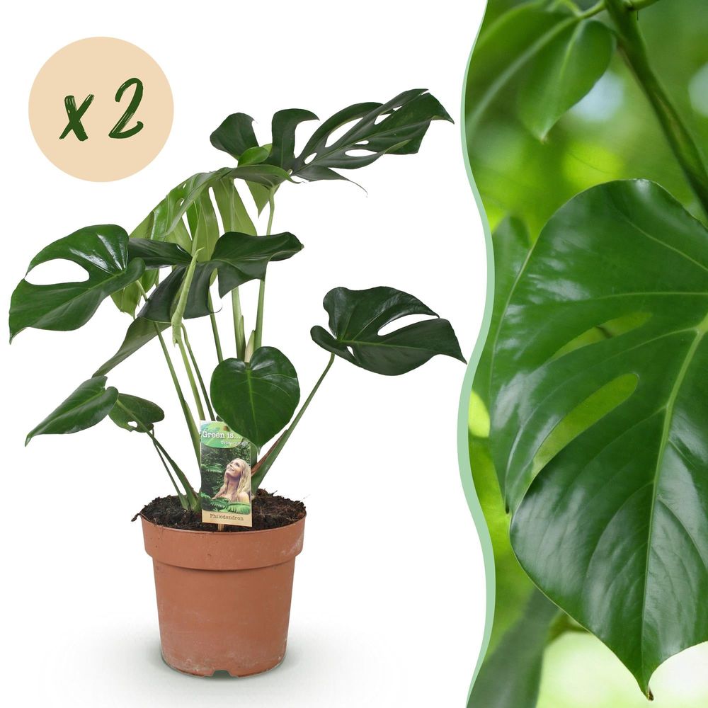 Monstera deliciosa - plante à trous - lot de 2 plantes - pot de 17cm - hauteur 50-55cm