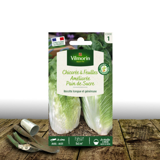 Graines de chicorée à larges feuilles améliorée pain de sucre - vilmorin sachet
