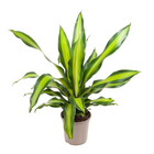 Dracaena fragrans 'charley' - plante d'intérieur tropicale - dragonnier - facile d'entretien - pot 24cm - hauteur 100-110cm