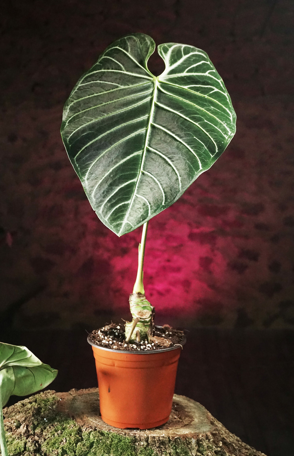 Anthurium regale Truffaut
