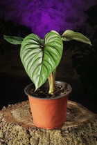Philodendron plowmanii s