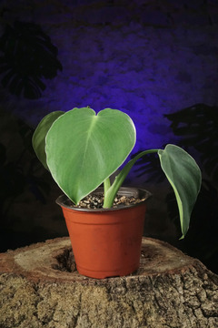 Philodendron rugosum s