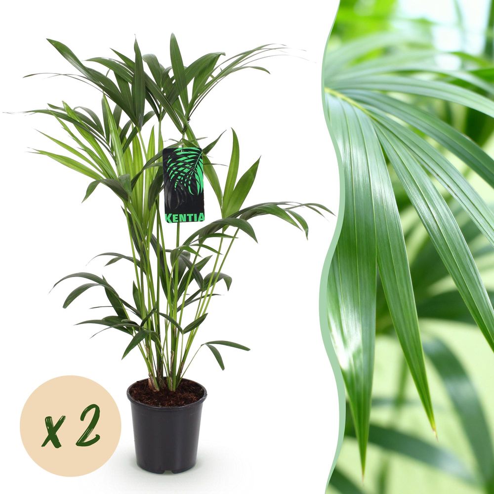 Howea forsteriana - kentia palm - pot de 19cm - plantes d'intérieur