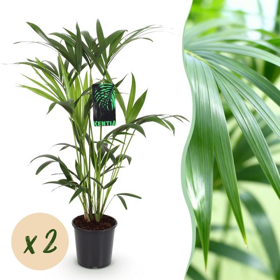 Howea forsteriana - kentia palm - pot de 19cm - plantes d'intérieur