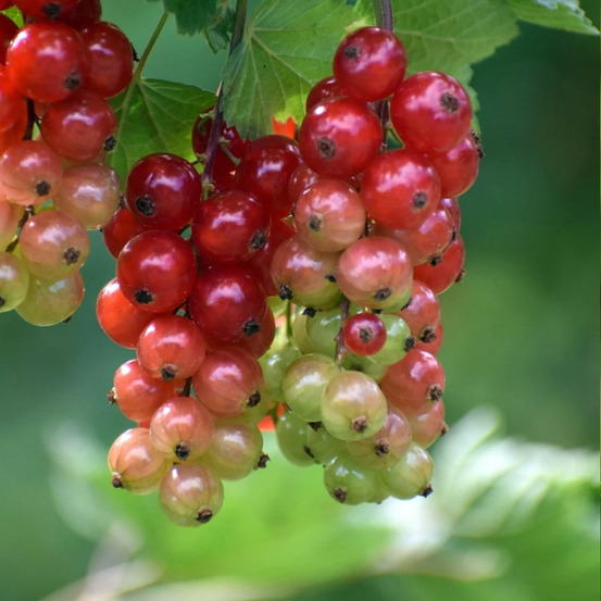 Groseillier à grappes delbard giganta® 'bosron' pot de 2l