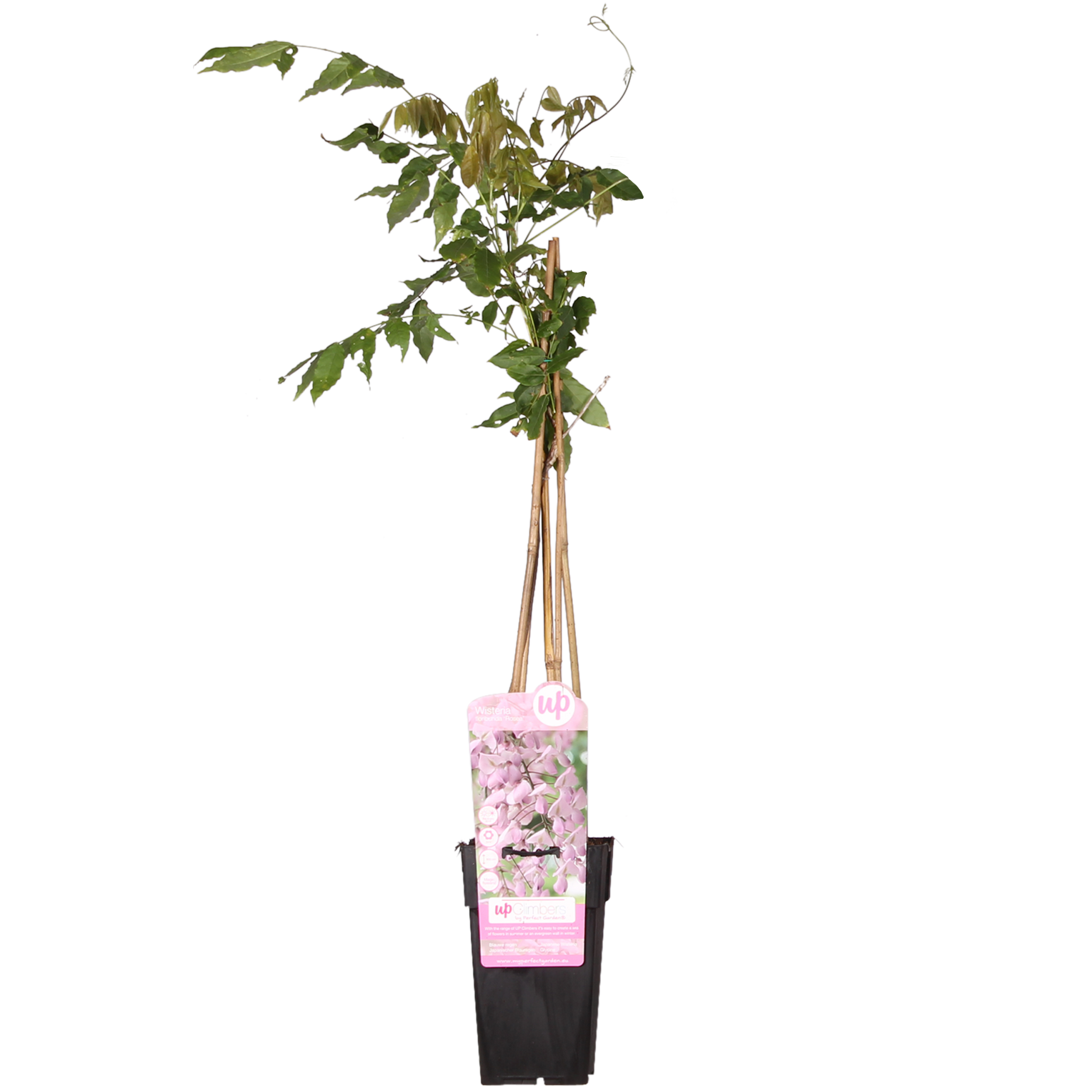 Wisteria floribunda rosea- pot ⌀15cm - h.60-70cm (hauteur pot incluse)