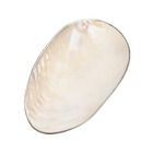 Coupelle ovale shell en nacre avec un liseré argent