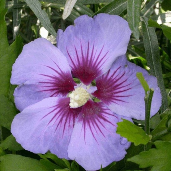 Hibiscus de syrie oiseau bleu - hibiscus syriacus oiseau bleu 40/60 cm pot 3l