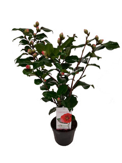 Camellia jap. Dr. King pot ⌀15 cm - h.50-60cm (hauteur pot incluse)