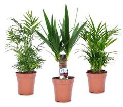 Set de 3 mini palmiers d'intérieur  - pot ⌀12cm - h25-40cm (hauteur pot incluse)