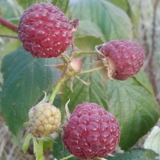 Plante framboisier heritage bio