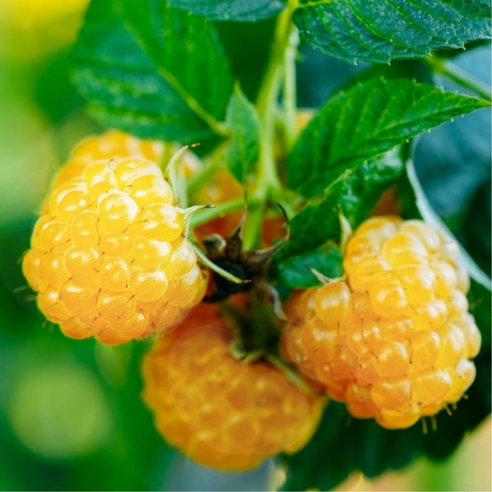 Plante framboisier fall gold bio