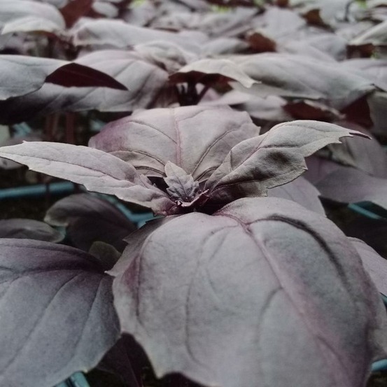 Plant basilic pourpre bio