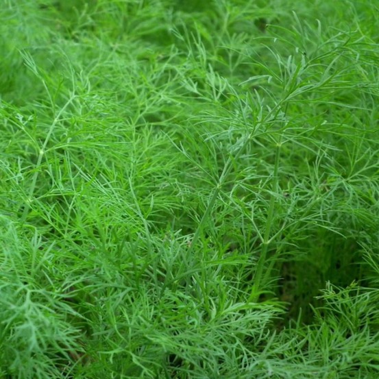 Plant aneth officinale bio