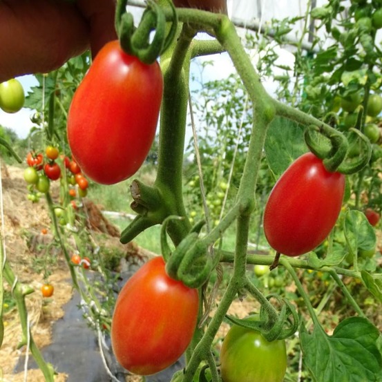 Plant tomate cerise prune rouge bio
