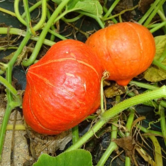 Plant de courge potimarron red kuri bio