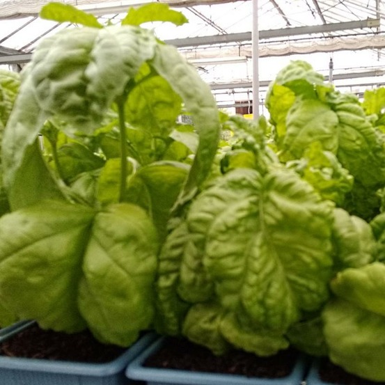 Plant basilic mammouth bio