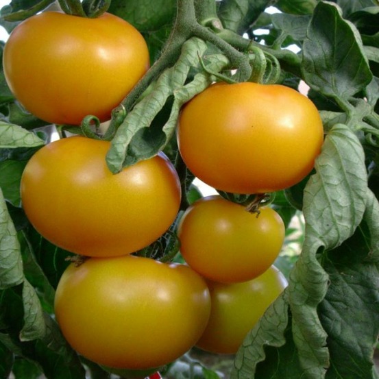 Plant tomate ancienne reine d'or bio
